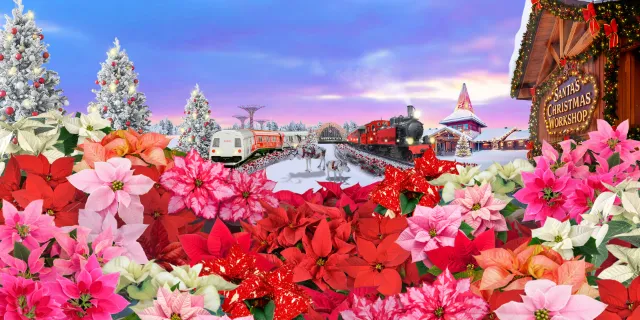 Model trains passing snowy trees and Santa’s workshop behind a bed of poinsettias