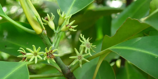 Small star-shaped mangrove flowers among thick green leaves